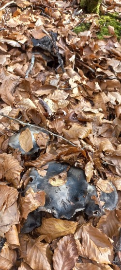 WhatsApp Image 2026-02-12 at 16.03.21 (3).jpeg