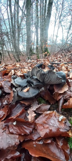 WhatsApp Image 2026-02-05 at 09.39.34 (1).jpeg