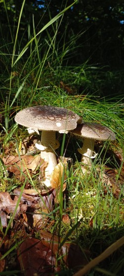 2026_05_07_Amanita excelsa 1.jpeg