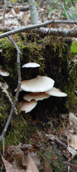 2026-05-20 at 11.26.41_Pleurotus pulmonarius.jpeg