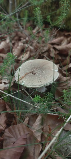 2026-05-28 at 12.08.16_Amanita excelsa.jpeg