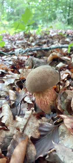 2026-05-20 at 11.26.37_Neoboletus erythropus.jpeg