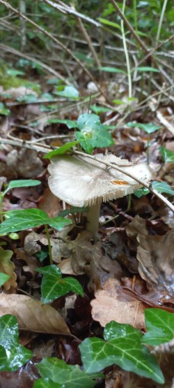 2026-06-04 at 10.11.20Megacollybia platyphylla.jpeg
