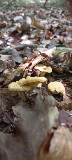 2026-06-04 at 10.11.16_Cantharellus pallens.jpeg