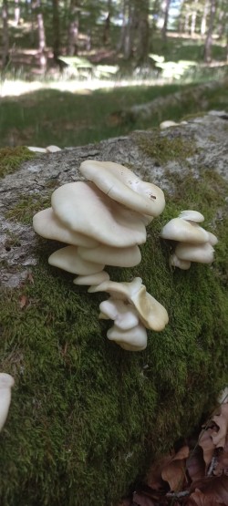 026-05-28 at 12.08.20_Pleurotus pulmonarius.jpeg