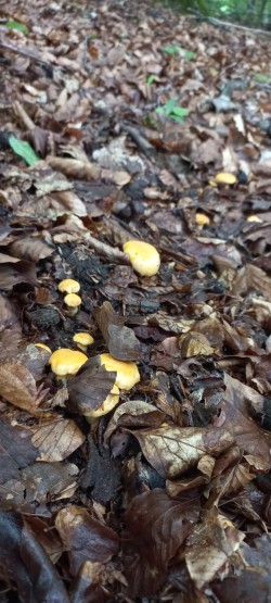 2026-05-14 at 09.20.32_Cantharellus pallens.jpeg