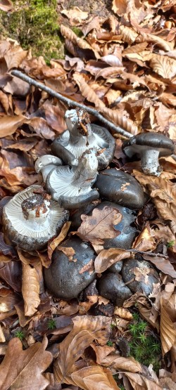 WhatsApp Image 2026-02-05 at 09.39.45.jpeg