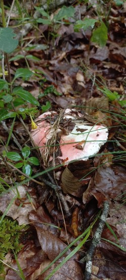 2026-06-11 at 09.36.37_Russula sp..jpeg
