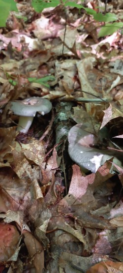 2026_05_07_Russula cyanoxantha 2.jpeg