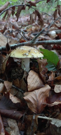 2026-05-20 at 11.27.14_Amanita gemmata.jpeg