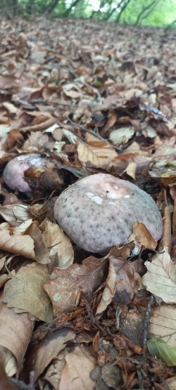 2026-05-20 at 11.26.35_Russula cyanoxantha.jpeg