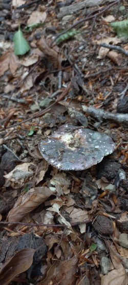 2026-06-04 at 10.11.32_Russula cyanoxantha.jpeg