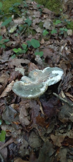 2026-06-04 at 10.11.25_Russula cyanoxantha.jpeg