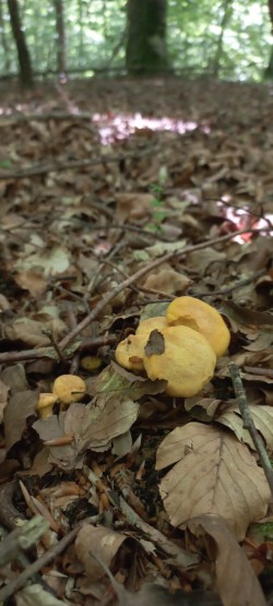 2026-05-21 at 09.16.59_Cantharellus pallens.jpeg