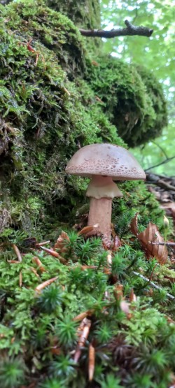 2026-05-20 at 11.26.46_Amanita rubescens.jpeg