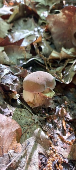 2026_05_07_Boletus reticulatus 3.jpeg