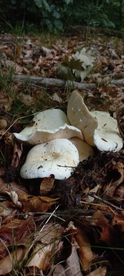 2026-06-11 at 09.36.38_Lactifluus vellereus.jpeg