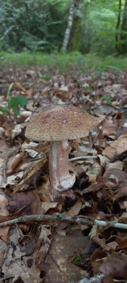 2026-05-14 at 09.21.16_Amanita rubescens.jpeg