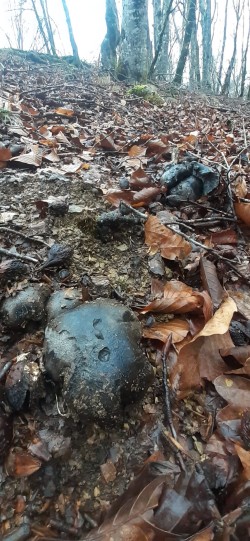 WhatsApp Image 2026-02-05 at 11.07.21.jpeg