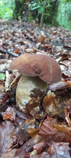 2026-05-20 at 11.27.18_Boletus reticulaus.jpeg