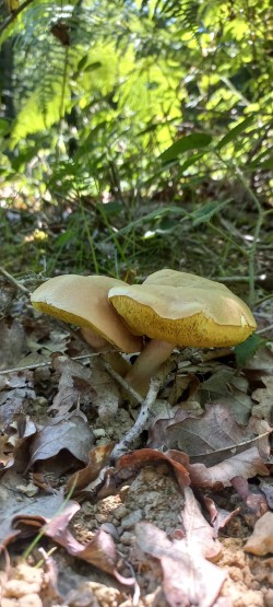 2026-06-18 at 09.31.13__Xerocomus sp..jpeg