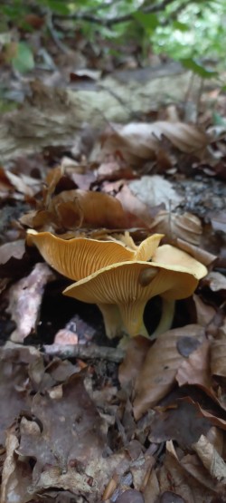 2026-06-04 at 10.11.17_Cantharellus pallens.jpeg