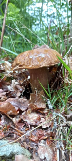 2026-05-14 at 09.19.38_Boletus reticulatus.jpeg