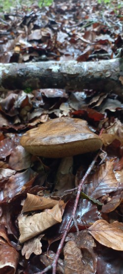 2026-06-11 at 09.36.41_Leccinum pseudoscabrum.jpeg