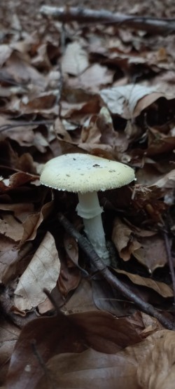 2026-06-04 at 10.11.44_Amanita gemmata.jpeg