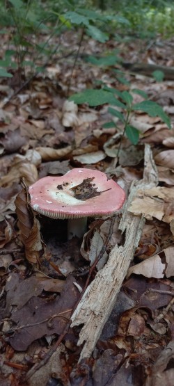 2026-06-04 at 10.11.12_Russula sp..jpeg
