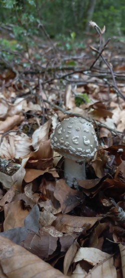 2026-05-14 at 09.20.59_Amanita excelsa.jpeg