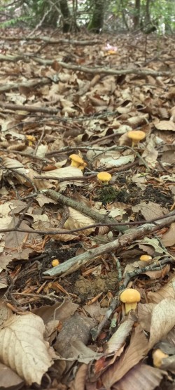 2026-05-21 at 09.16.58_Cantharellus pallens.jpeg