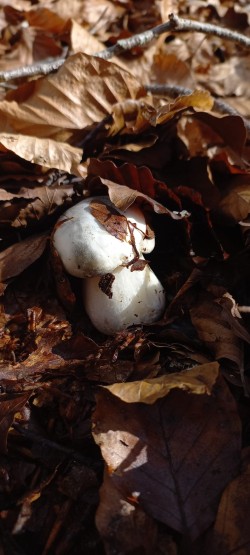 WhatsApp Image 2026-02-12 at 16.03.23 (1).jpeg