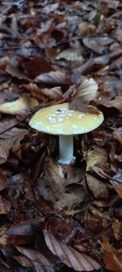 2026-06-11 at 09.37.00_Amanita gemmata.jpeg