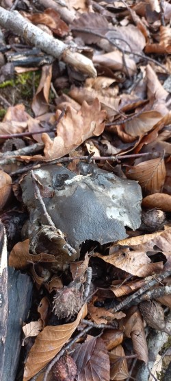 WhatsApp Image 2026-02-05 at 09.39.56.jpeg