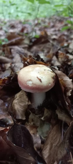 2026-06-11 at 09.36.10_Russula sp..jpeg