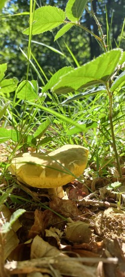 2026-06-18 at 09.31.15__Xerocomus sp..jpeg