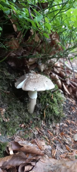 2026-06-04 at 10.11.29_Amanita rubescens.jpeg