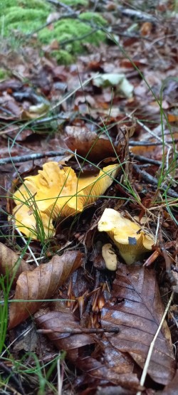2026-06-11 at 09.36.53_Cantharellus pallens.jpeg