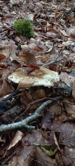 2026-06-11 at 09.36.31_Russula densifolia.jpeg