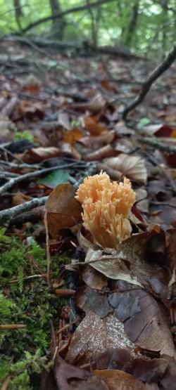 2026-05-20 at 11.27.12_Ramaria sp..jpeg