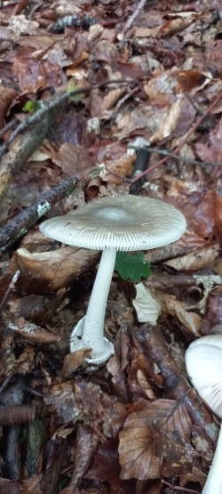 2026-05-14 at 09.20.15_Amanita vaginata.jpeg