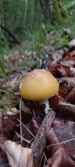 2026-05-20 at 11.27.02_Amanita gemmata.jpeg