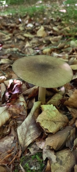 2026_05_07_Megacollybia platyphylla 1.jpeg