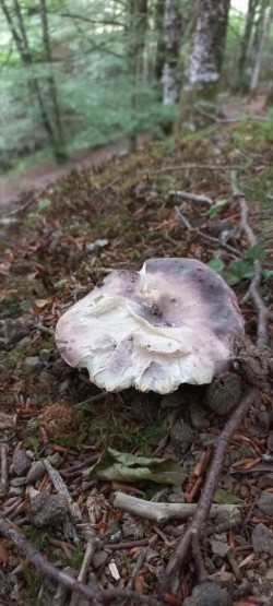 2026-06-04 at 10.11.46_Russula cyanoxantha.jpeg