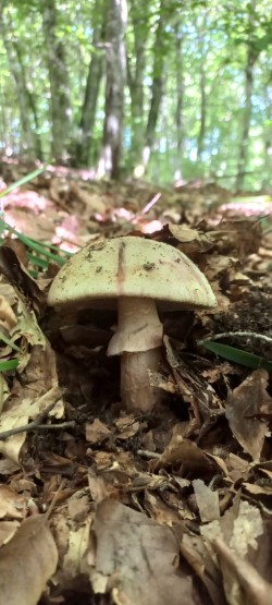 2026-05-21 at 09.17.11_Amanita rubescens.jpeg