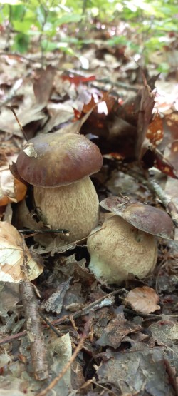 2026_05_07_Boletus reticulatus 2.jpeg
