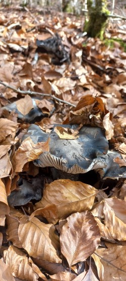 WhatsApp Image 2026-02-12 at 16.03.20 (4).jpeg