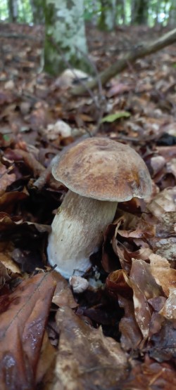 2026-05-14 at 09.20.10_Boletus reticulatus.jpeg
