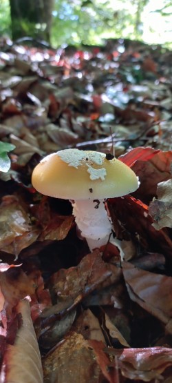 2026_05_07_Amanita gemmata.jpeg